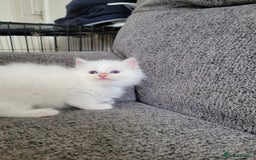 Ragdoll cats for sale: REDUCED Ragdoll kitten ready now - Image 11