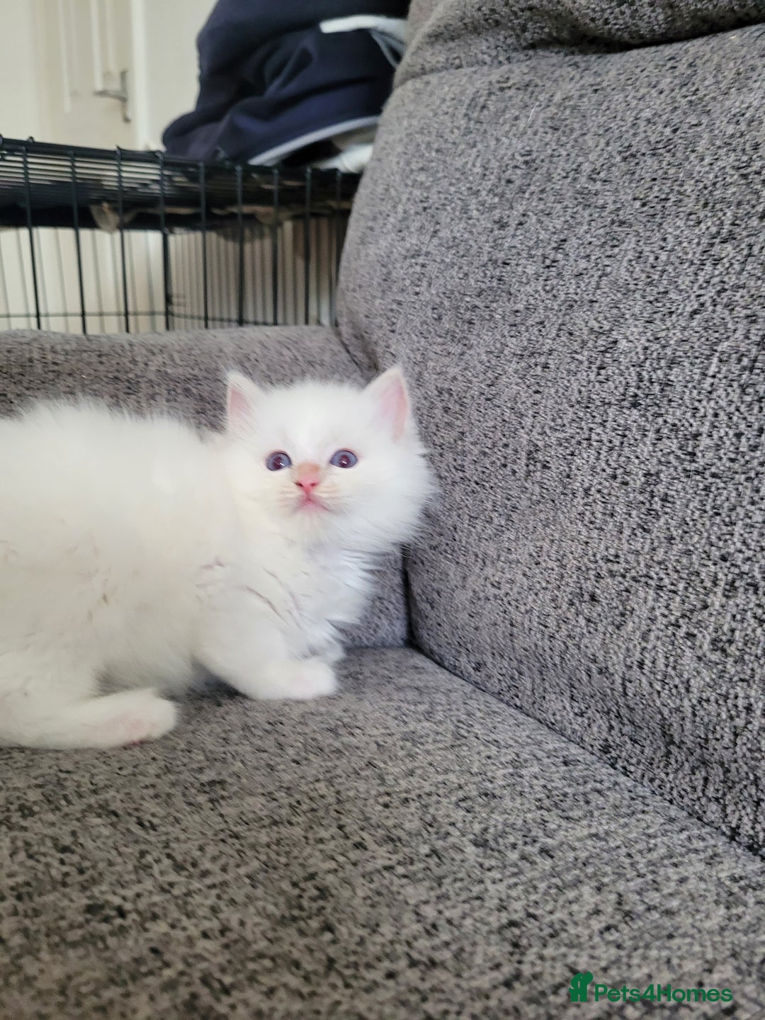 Ragdoll cats for sale: REDUCED Ragdoll kitten ready now - Image 11