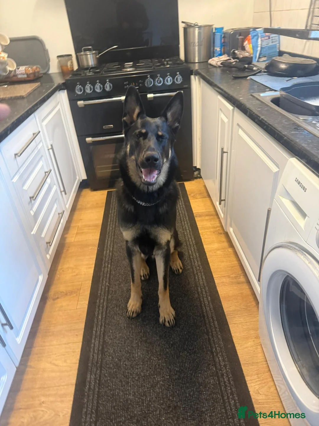 German Shepherd dogs for sale: Old fashioned original GSD - Advert 1