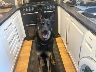 German Shepherd dogs Old fashioned original GSD - Advert 3