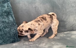 Pug dogs for sale: Pug Puppies  - Image 19