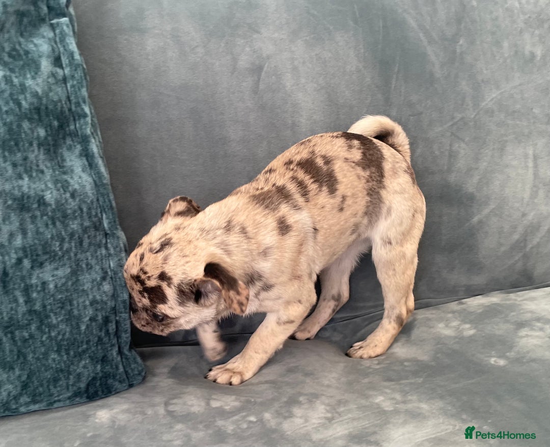 Pug dogs for sale: Pug Puppies  - Image 19