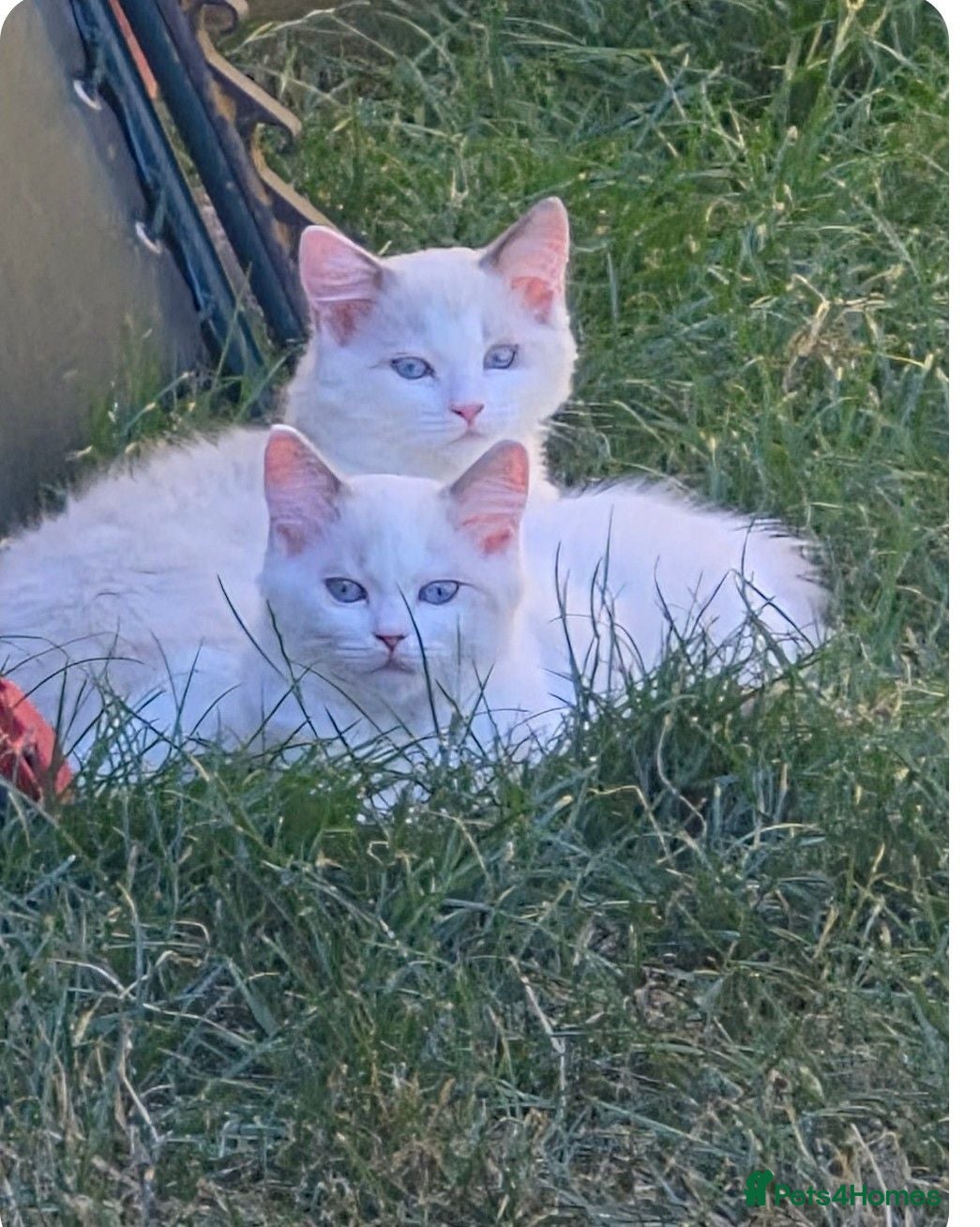 Ragdoll cats 2 Girls Ragdoll Bicolor.  - Advert 12