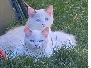Ragdoll cats 2 Girls Ragdoll Bicolor. - Advert 12