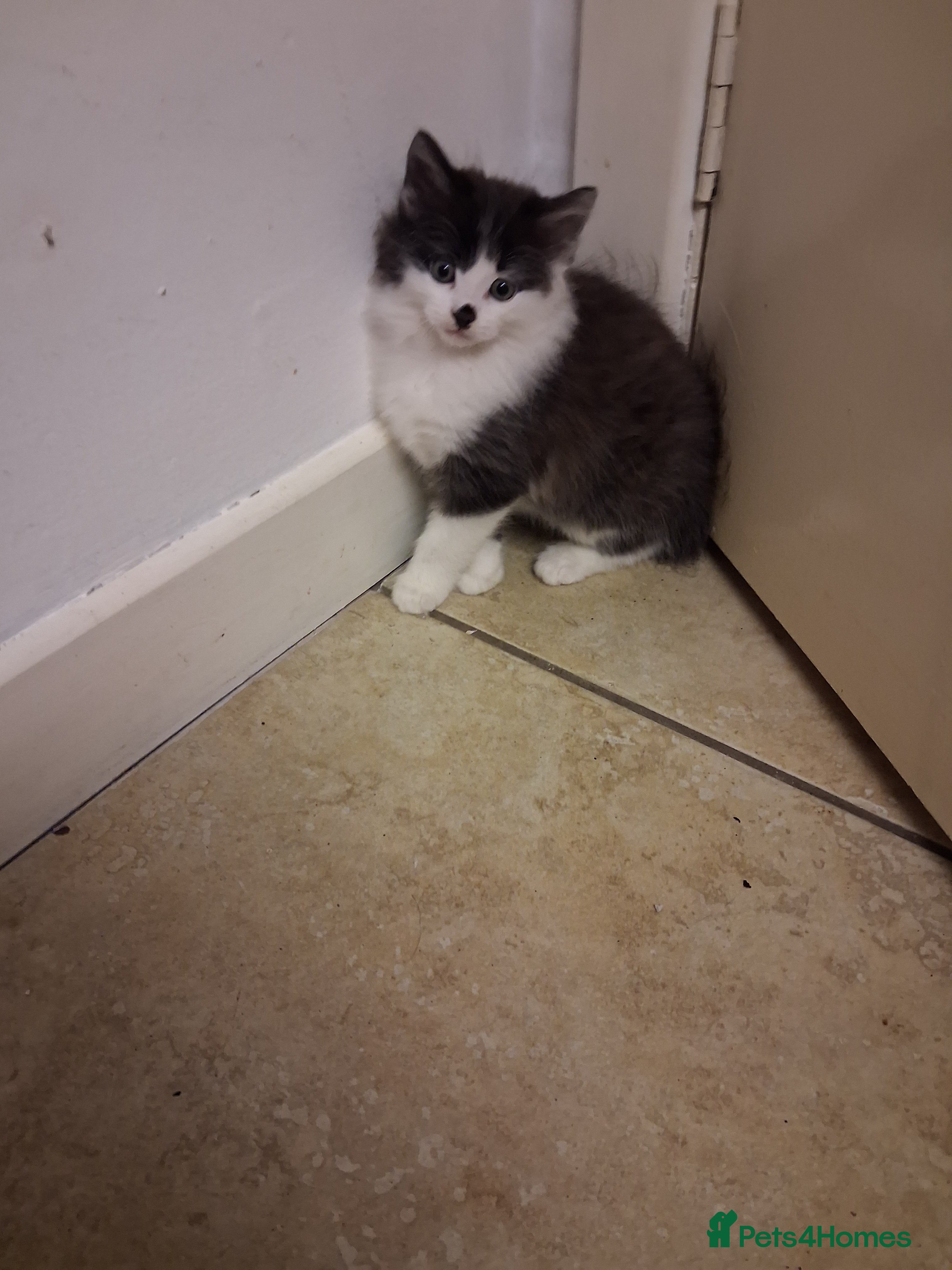 Mixed Breed cats Little kittens  - Advert 6