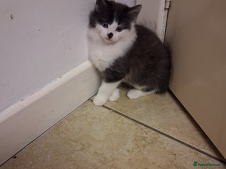 Mixed Breed cats Little kittens - Advert 4