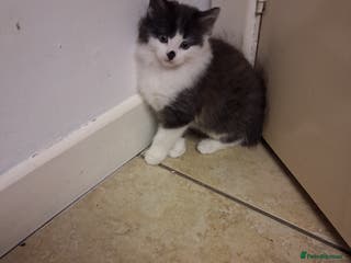 Mixed Breed cats Little kittens - Advert 2