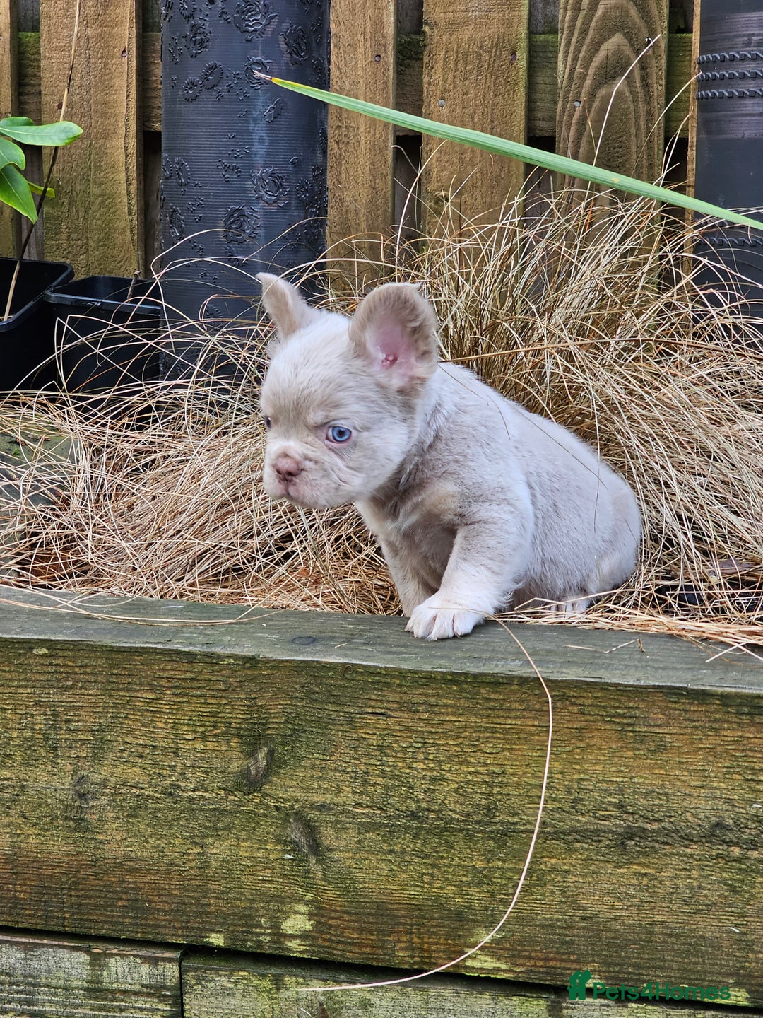 French Bulldog dogs for sale: French bulldog pups isabella and tan fluffy  - Advert 2