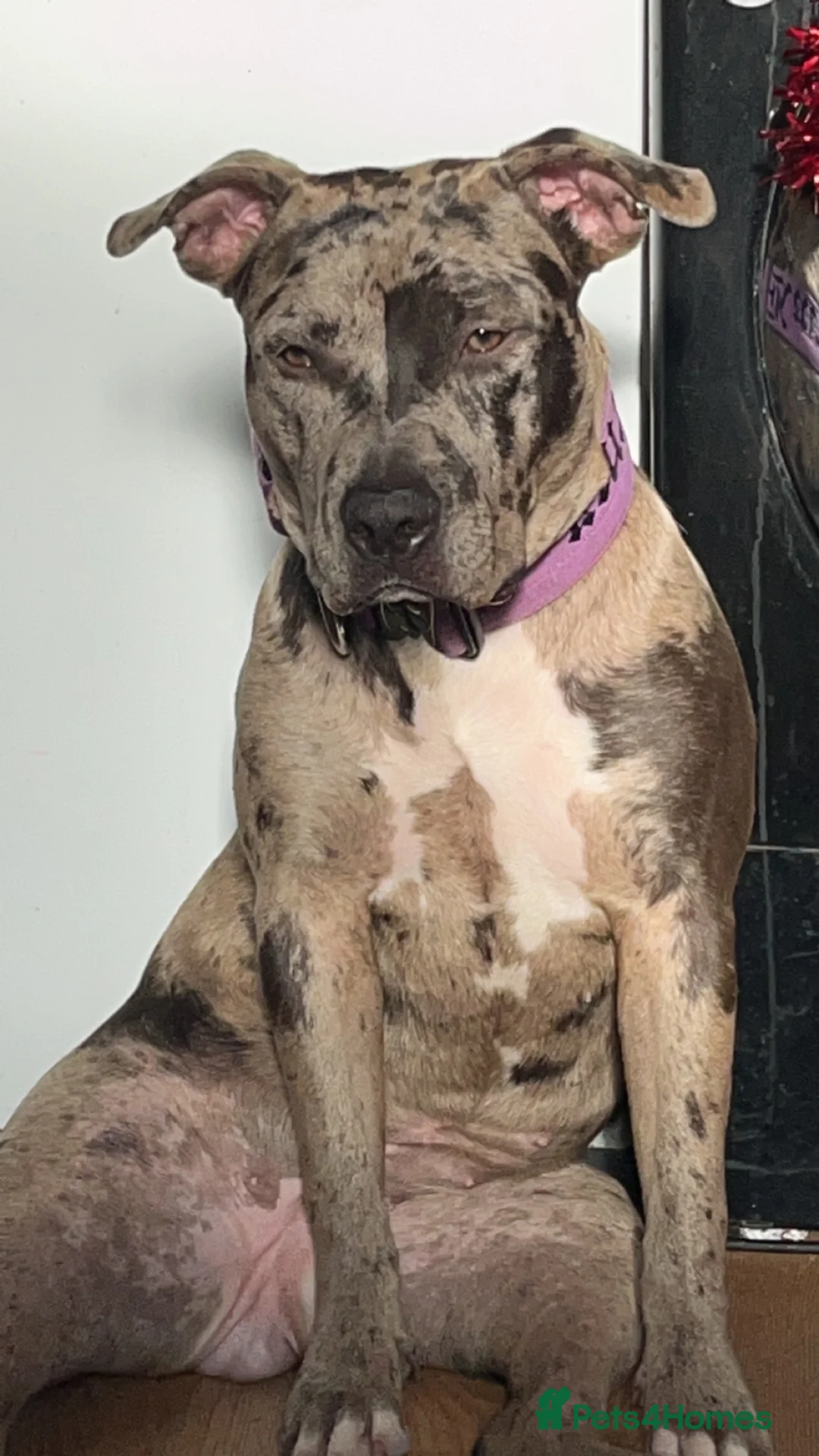 Mixed Breed dogs for sale: Karma new home - Advert 6