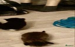 British Shorthair cats for sale: Kittens  - Image 22