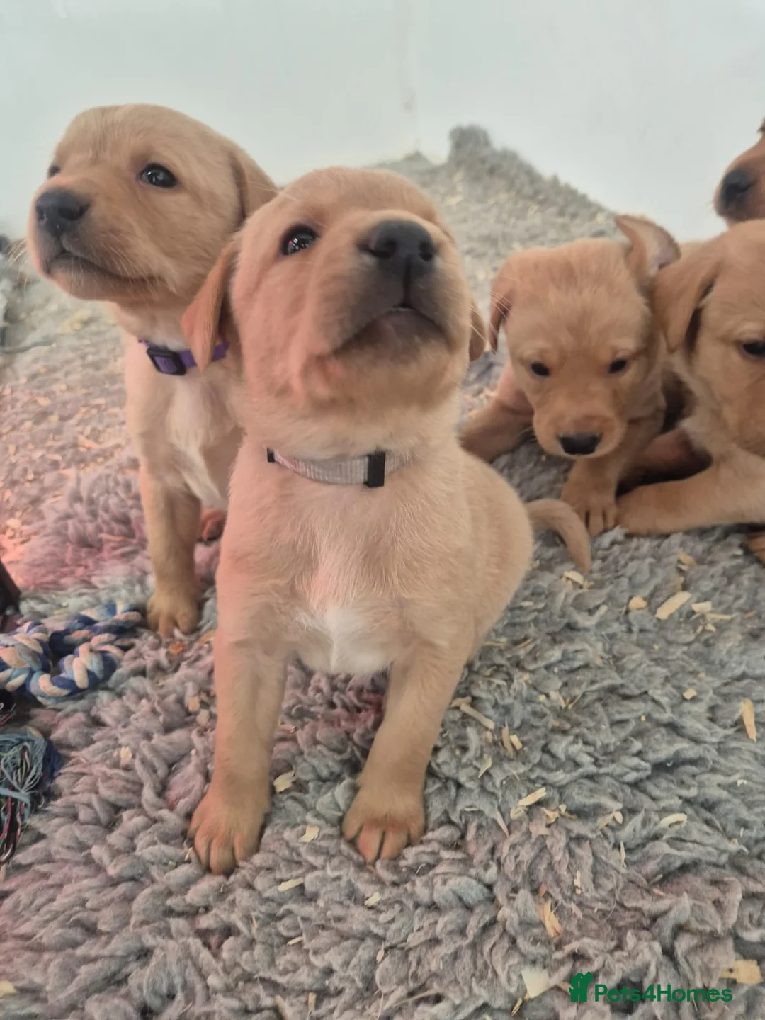 Labrador Retriever dogs for sale: FTCH Carnochway Red Rooster x COPPERBIRCH Primmy - Advert 4