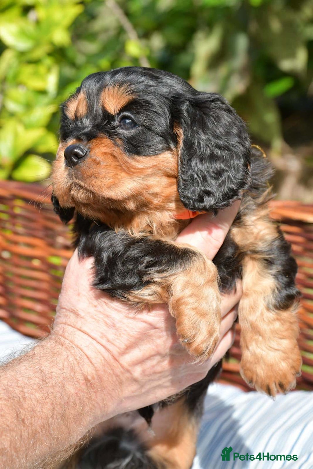 Cavalier King Charles Spaniel dogs for sale: Purebred Cavalier King Charles Spaniel Puppies - Image 4