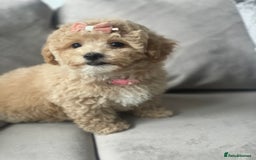 Poochon dogs for sale: Stunning litter - Image 2