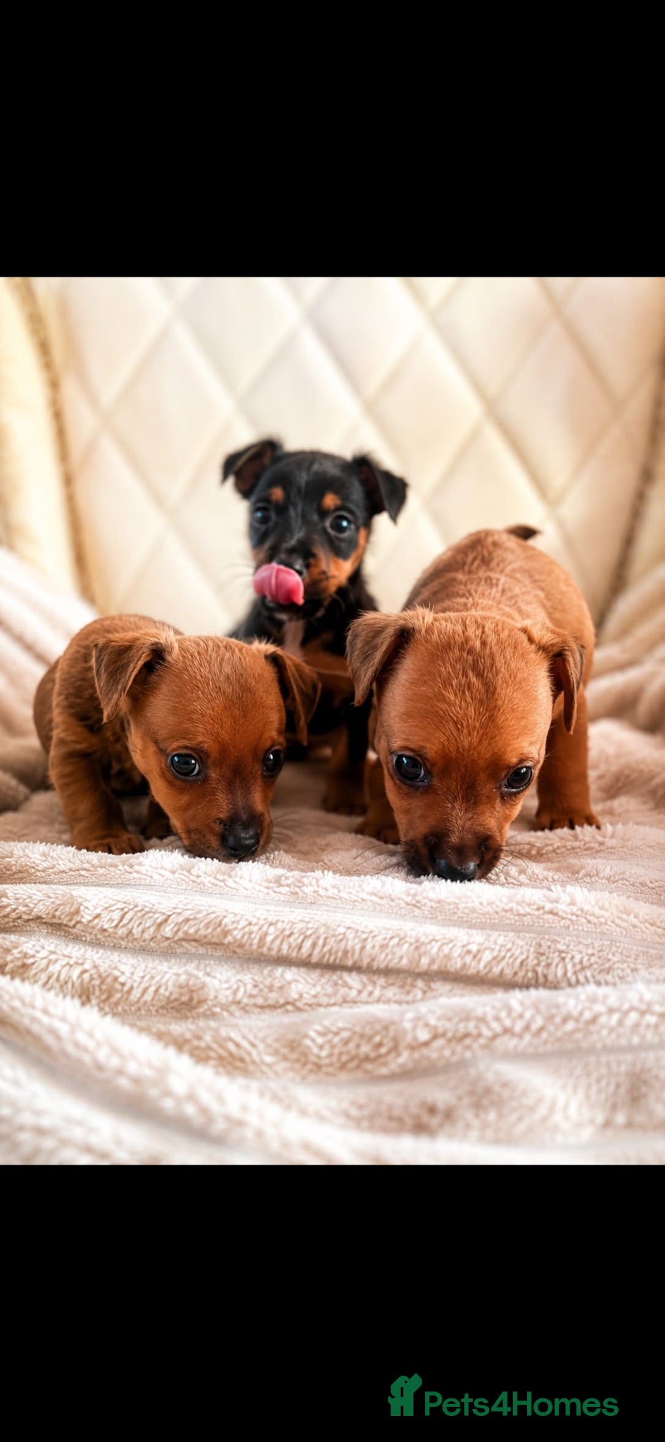 Jack Russell dogs  jack Russell puppies - Advert 5