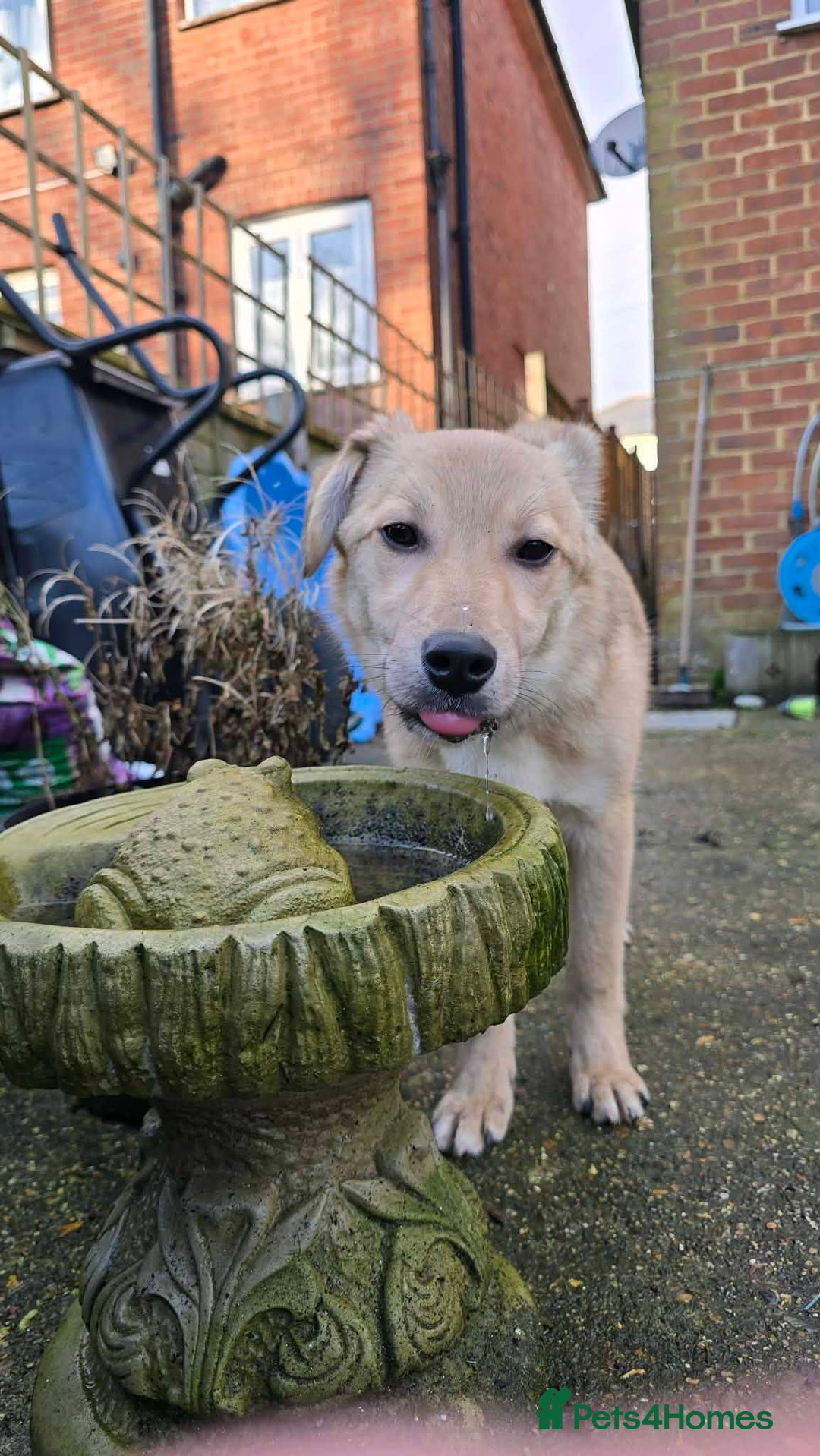 Mixed Breed dogs for adoption: Aramis for adoption - Advert 9