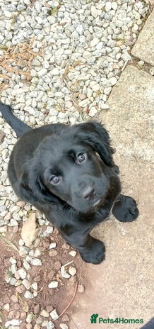 Cocker Spaniel dogs - Advert 3