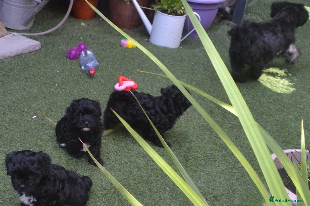 Shihpoo dogs for sale: rare black shipoos - Image 10