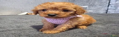 Toy Poodle 1