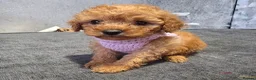 Toy Poodle dogs for sale: Kc red toy poodle  - Advert 7