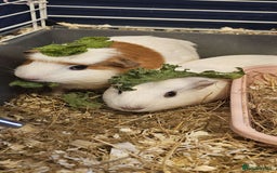 Guinea Pig rodents for sale: 2 sweet female guinea pigs for sale - Advert 1