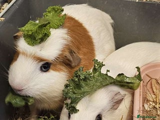 Guinea Pig rodents for sale: 2 sweet female guinea pigs for sale - Advert 1