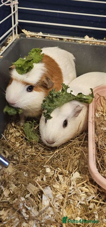 Guinea Pig rodents 2 sweet female guinea pigs for sale - Advert 1