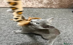 Russian Blue cats for sale: READY TO LEAVE pure pedigree Russian blue kittens! - Image 3