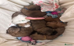 Shih Tzu dogs for sale: 5 beautiful Full Pedigree Shih Tzu Puppies - Image 21