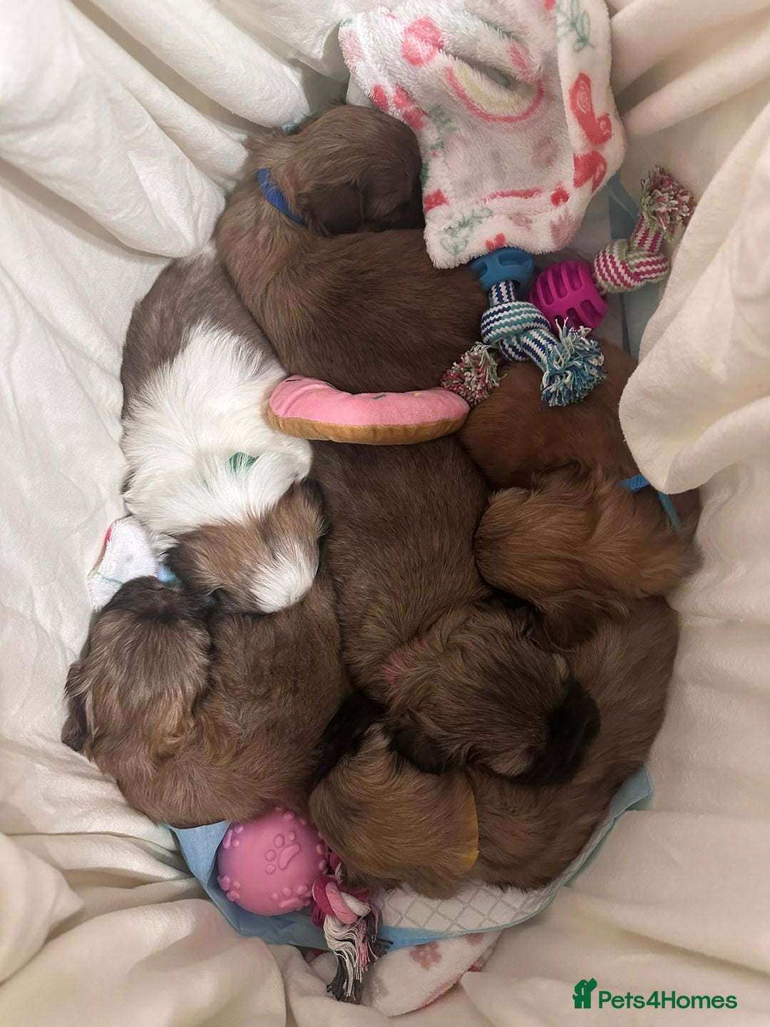 Shih Tzu dogs for sale: 5 beautiful Full Pedigree Shih Tzu Puppies - Image 21