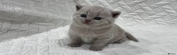 British Shorthair cats for sale: British Shorthair kittens - stunning litter - Advert 3