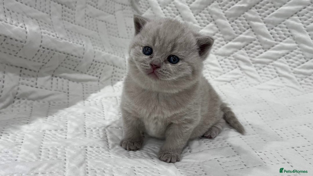 British Shorthair cats for sale: British Shorthair kittens - stunning litter - Advert 3