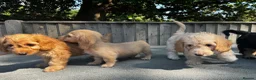 Doxiepoo dogs for sale: Doxiepoos Miniature dachshund x toy poodle  - Advert 13