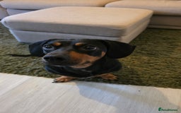 Mixed Breed dogs for sale: Roxy looking for her forever home.  - Image 4