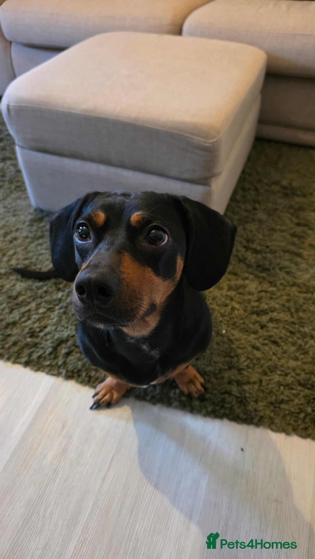 Mixed Breed dogs for sale: Roxy looking for her forever home.  - Image 4