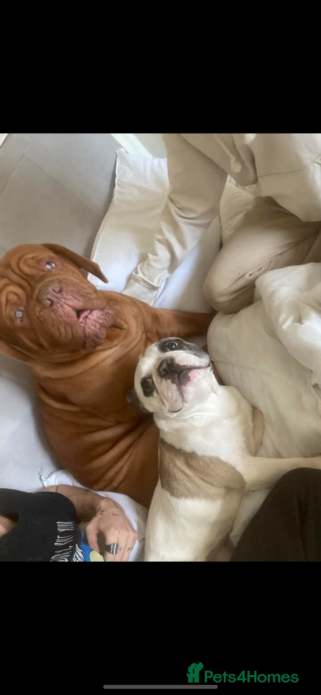 Dogue De Bordeaux dogs for sale: Dogue de bordeaux  - Image 4