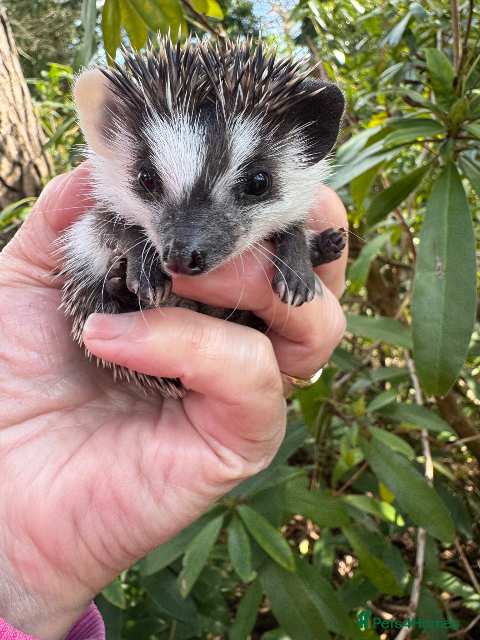 Pygmy Hedgehog rodents 8 week stunning mixed masked hoglets /ready !!  - Advert 1