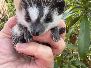 Pygmy Hedgehog rodents for sale: 8 week stunning mixed masked hoglets /ready !! - Advert 1