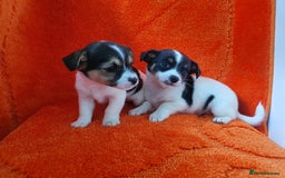Jack Russell dogs for sale: Jack Russell puppies  - Image 4