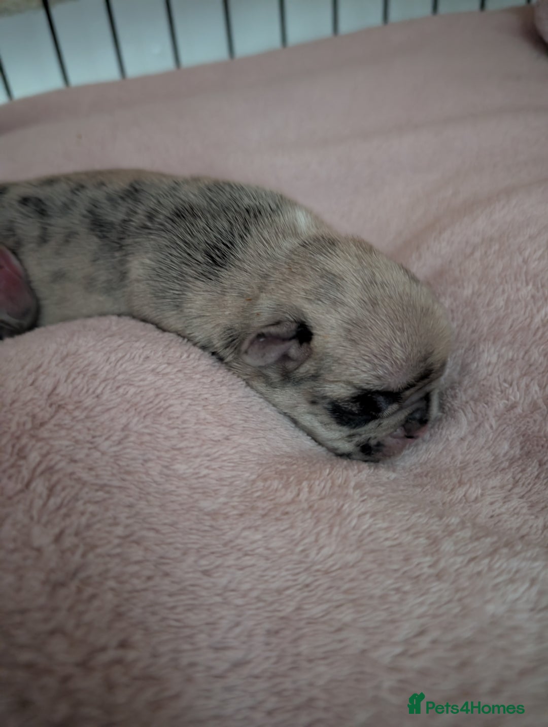 Frug dogs for sale: Beautiful litter of frugs  - Advert 5