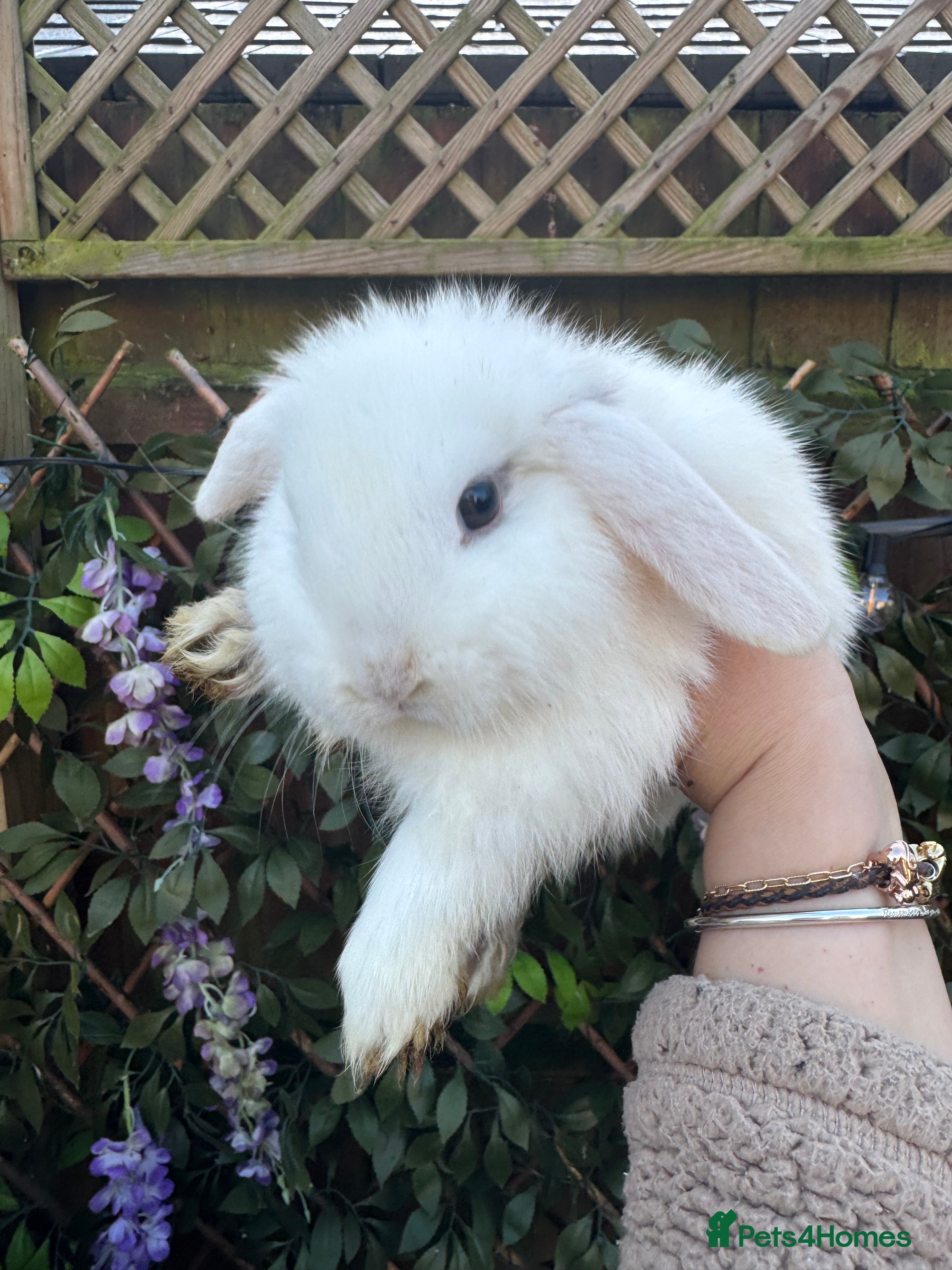Mini Lop rabbits Mini Lop Babies 🐰  - Advert 1