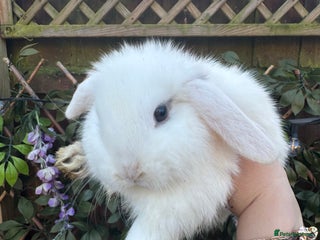Mini Lop rabbits Mini Lop Babies 🐰 - Advert 9