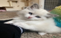 Ragdoll cats for sale: Purebred Male Ragdoll for sale - Image 8