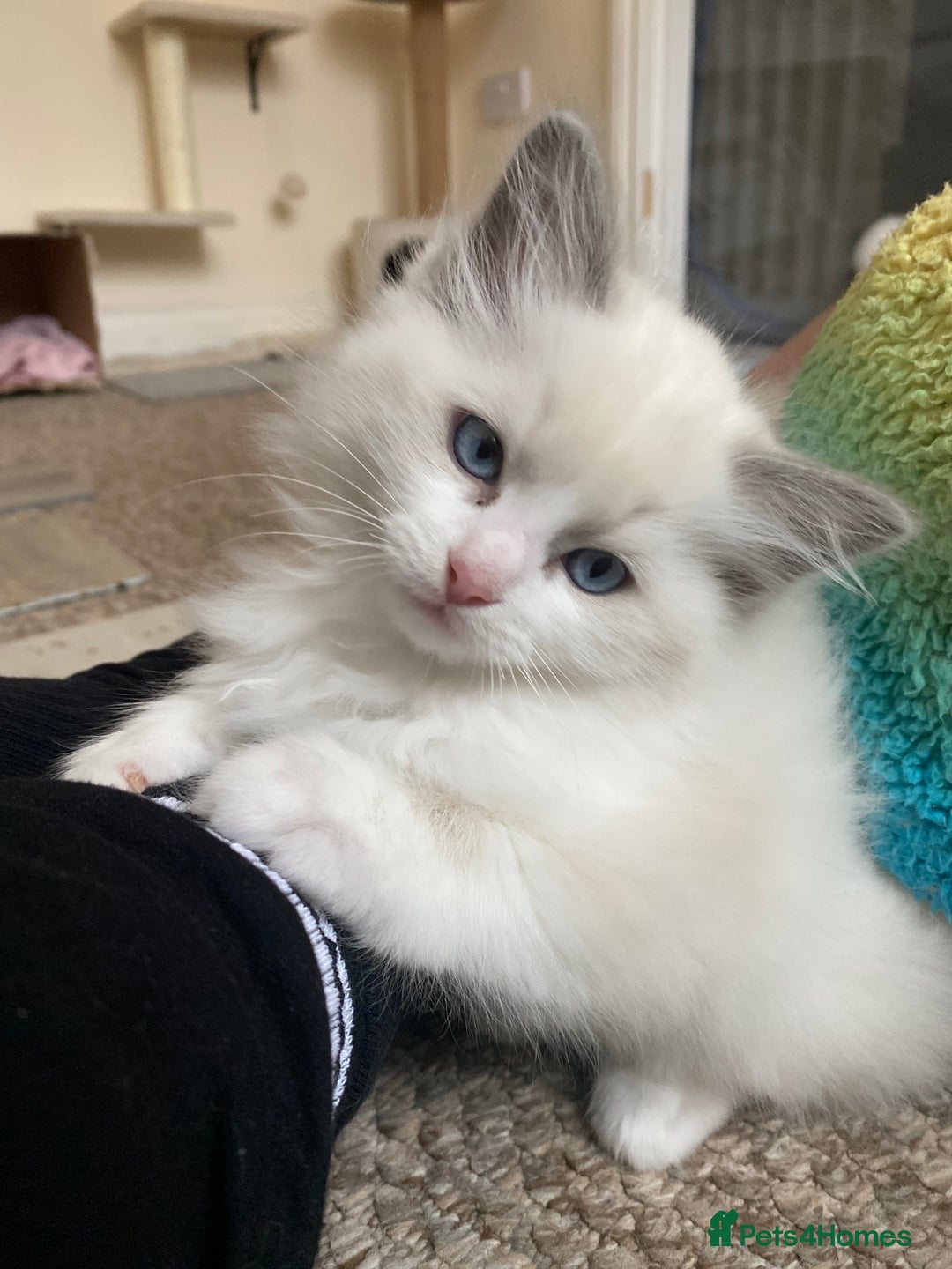 Ragdoll cats for sale: Purebred Male Ragdoll for sale - Image 8