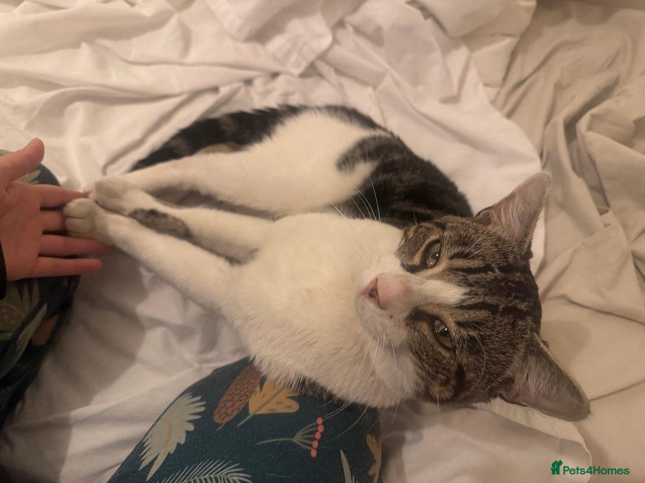 Mixed Breed cats for sale: Young Male Cat Looking for a New Home - Advert 5