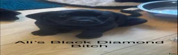 Labrador Retriever dogs for sale: Black & Fox Red KC Labrador Puppies - Advert 23