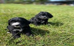Cockapoo dogs for sale: F1 cockapoos - Image 7