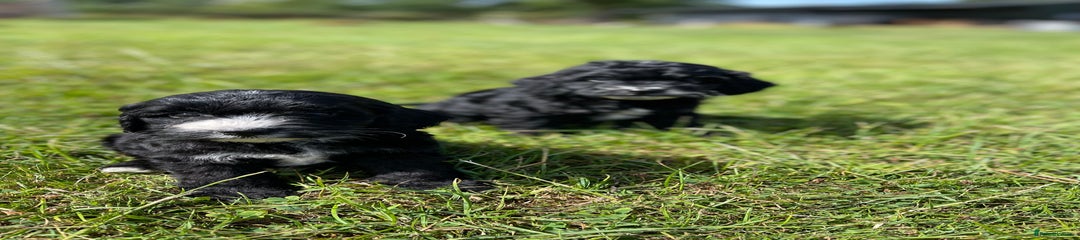 Cockapoo Puppy 5
