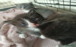 Mixed Breed cats for sale: Gorgeous grey and tabby grey kittens  - Image 3