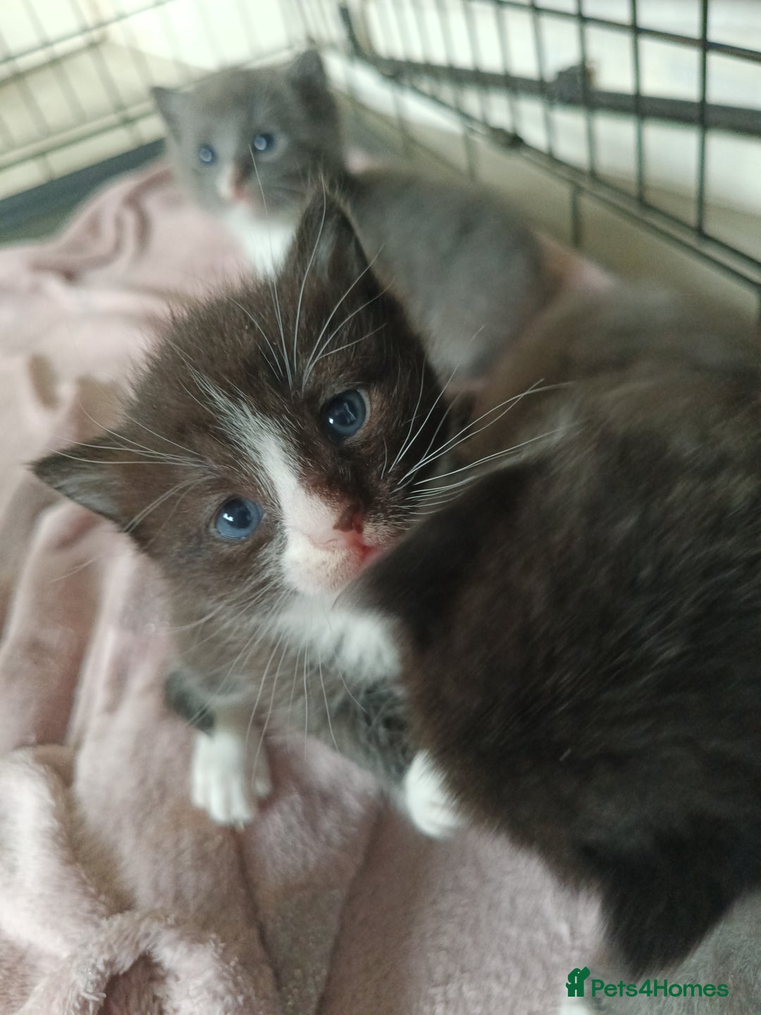 Mixed Breed cats for sale: Gorgeous grey and tabby grey kittens  - Image 3