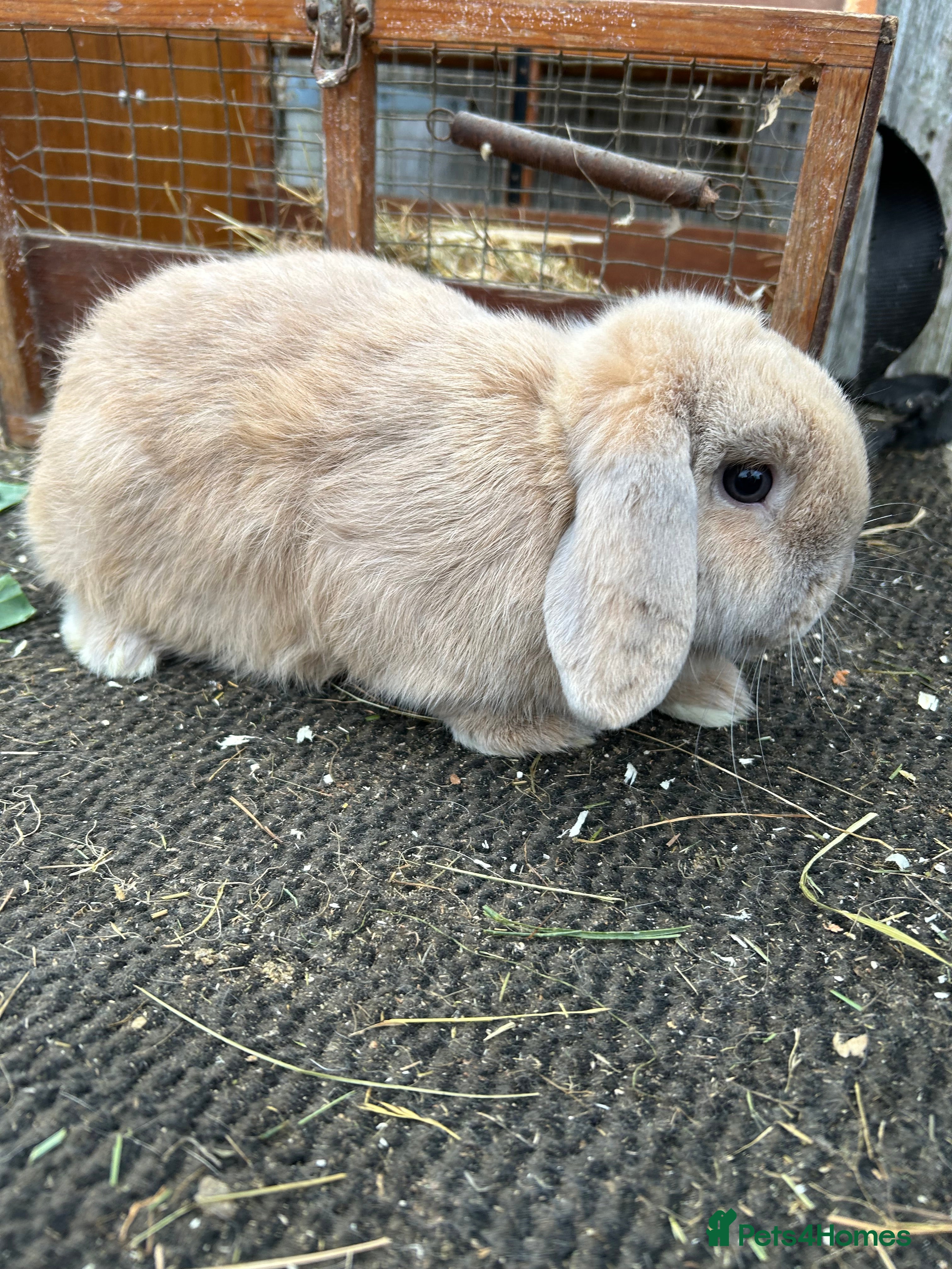 Mini Lop rabbits Blue tort mini lop buck - Advert 16